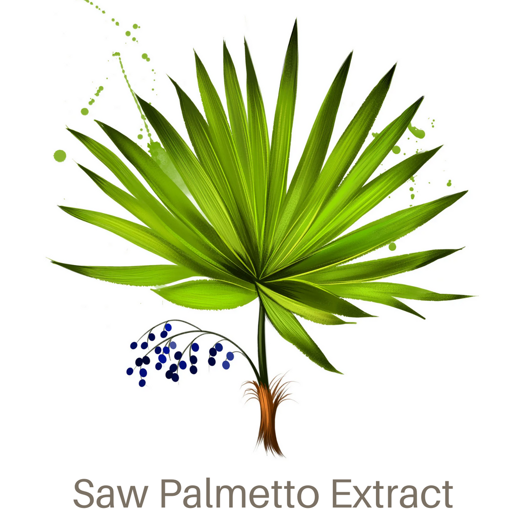 Saw Palmetto: Είναι τελικά το «αντίδοτο» της Φύσης ενάντια στην τριχόπτωση;